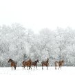 Horses in snow.